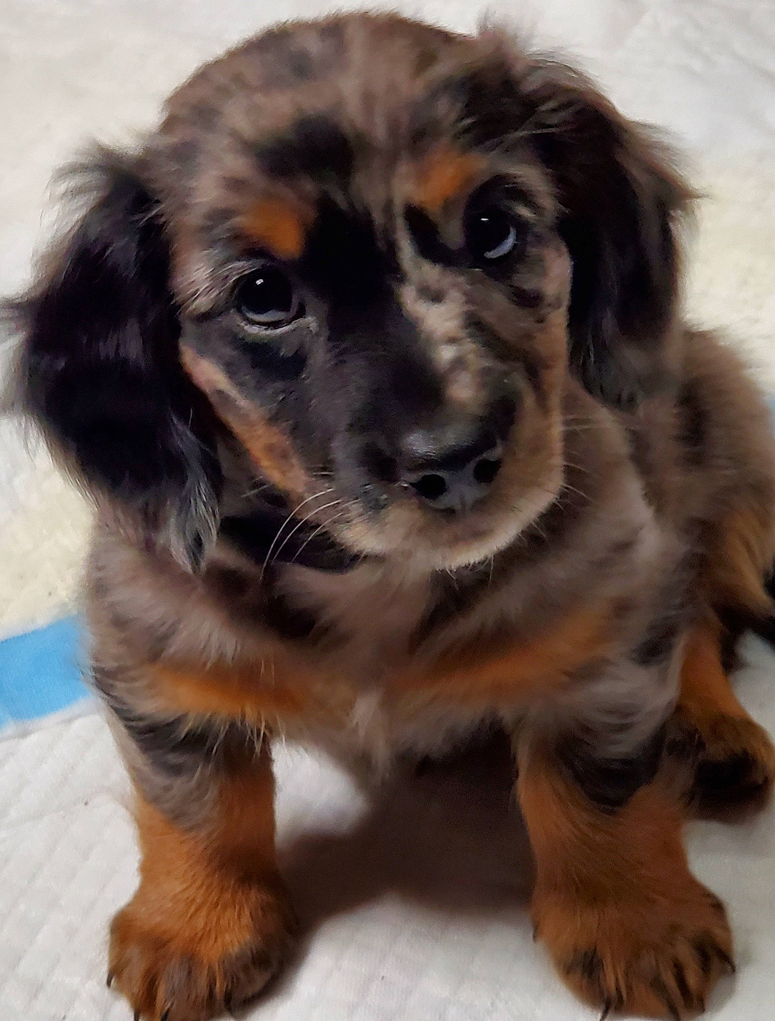 Buddy joined the competition — help win amazing prizes! canidae, carnivore, companion_dog, dog, dog_breed, fawn, fur, liver, puppy, snout, spaniel, sporting_group, whiskers, working_animal, working_dog