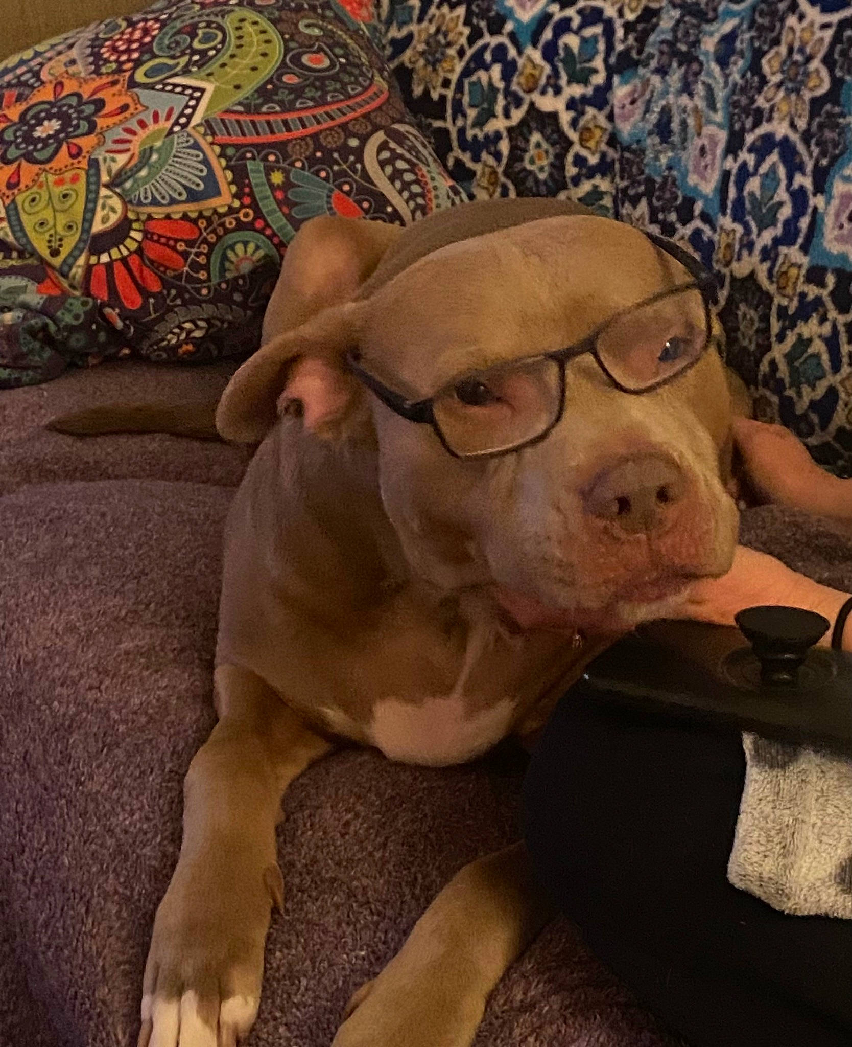 Duke joined the competition — help win amazing prizes! art, beard, carnivore, comfort, companion_dog, dog, dog_breed, eyewear, facial_hair, fawn, glasses, head, linens, moustache, personal_protective_equipment, selfie, snout, sunglasses, vision_care, wrinkle