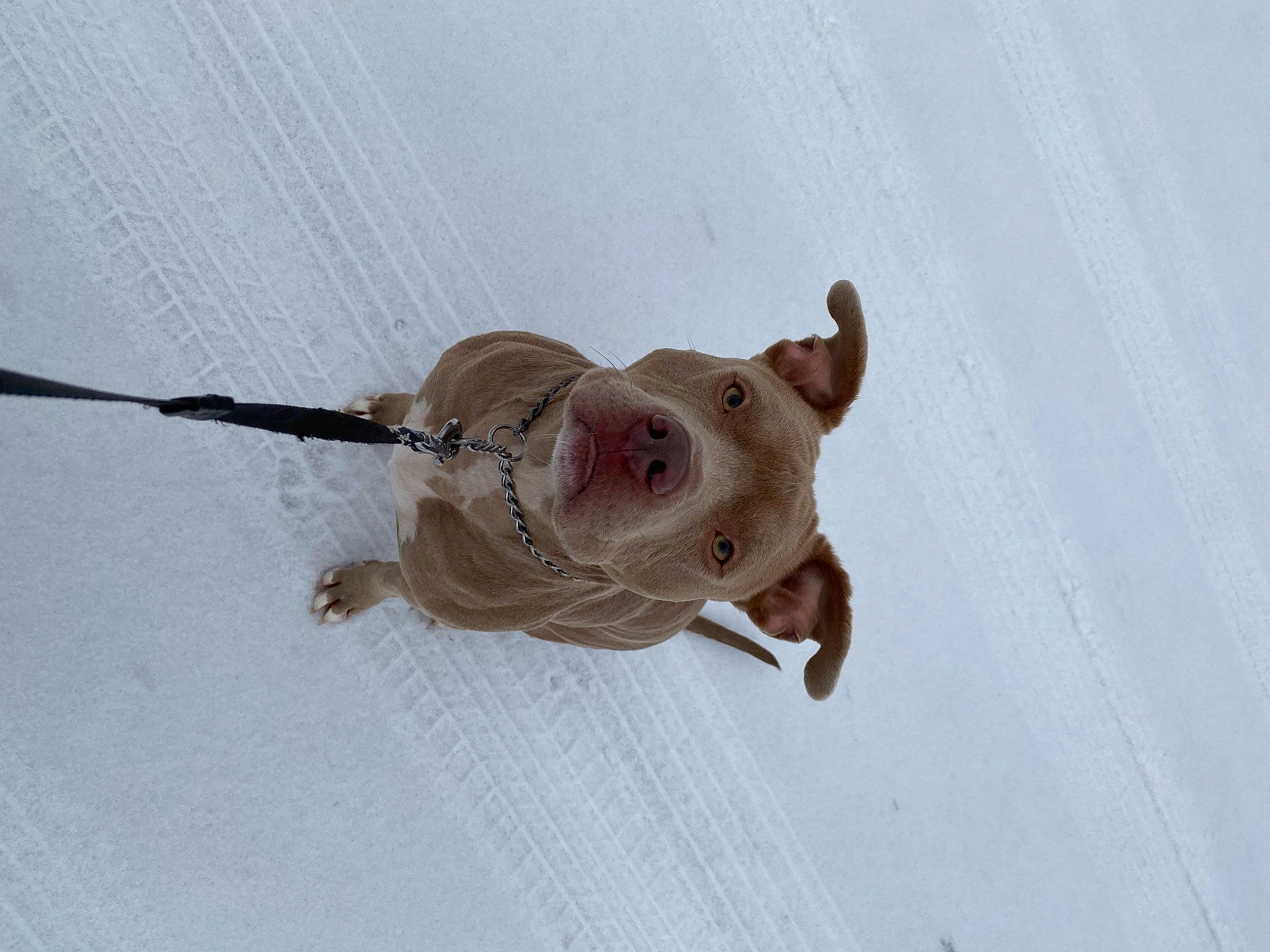 Duke is registered to the contest to win money with this photo: amphibian, animal_figure, art, canidae, carnivore, dog_breed, fashion_accessory, fawn, leash, mouse, muroidea, paw, pest, snout, snow, sporting_group, tail, terrestrial_animal, toy, wood