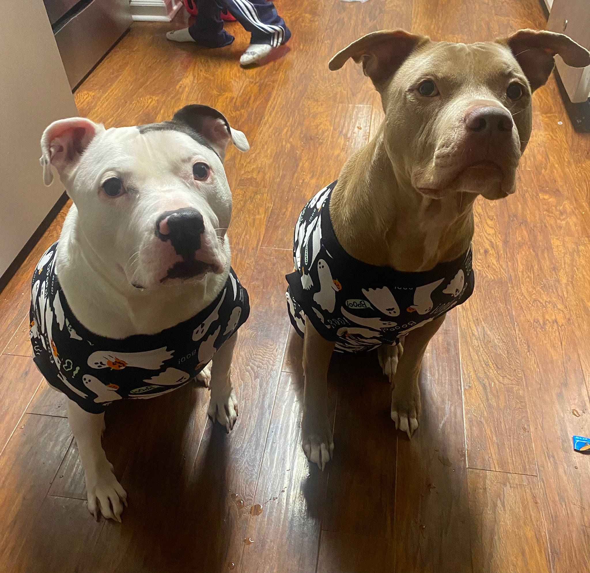 Brutus is registered to the contest to win money with this photo: ancient_dog_breeds, canidae, carnivore, collar, companion_dog, dog, dog_breed, dog_collar, dog_supply, fawn, non_sporting_group, pet_supply, snout, sporting_group, water, whiskers, working_animal, working_dog