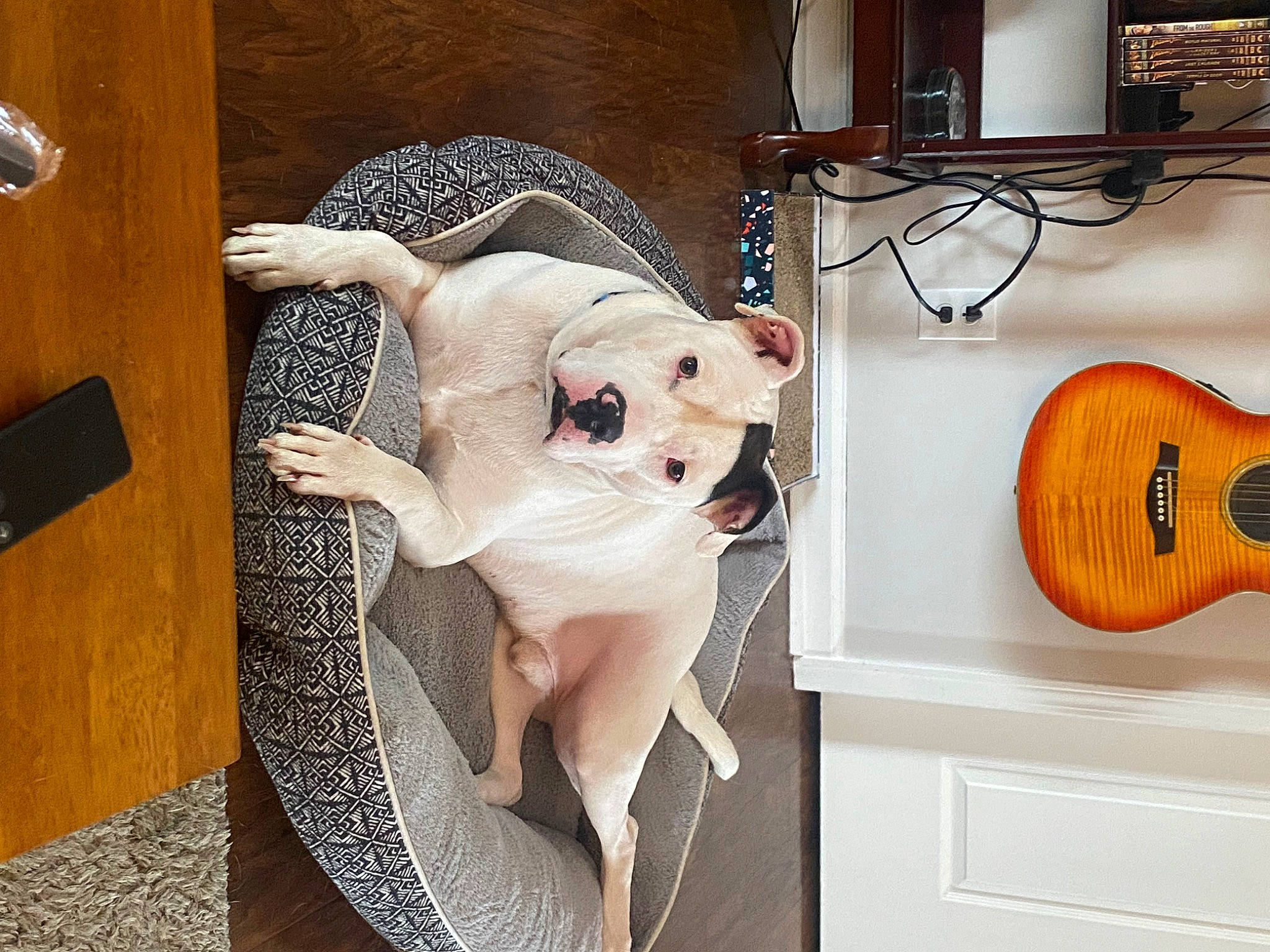 Brutus is registered to the contest to win money with this photo: art, audio_equipment, comfort, companion_dog, eyewear, fawn, felidae, flooring, fur, hardwood, musical_instrument, plant, room, small_to_medium_sized_cats, stuffed_toy, sunglasses, table, tail, toy, wood