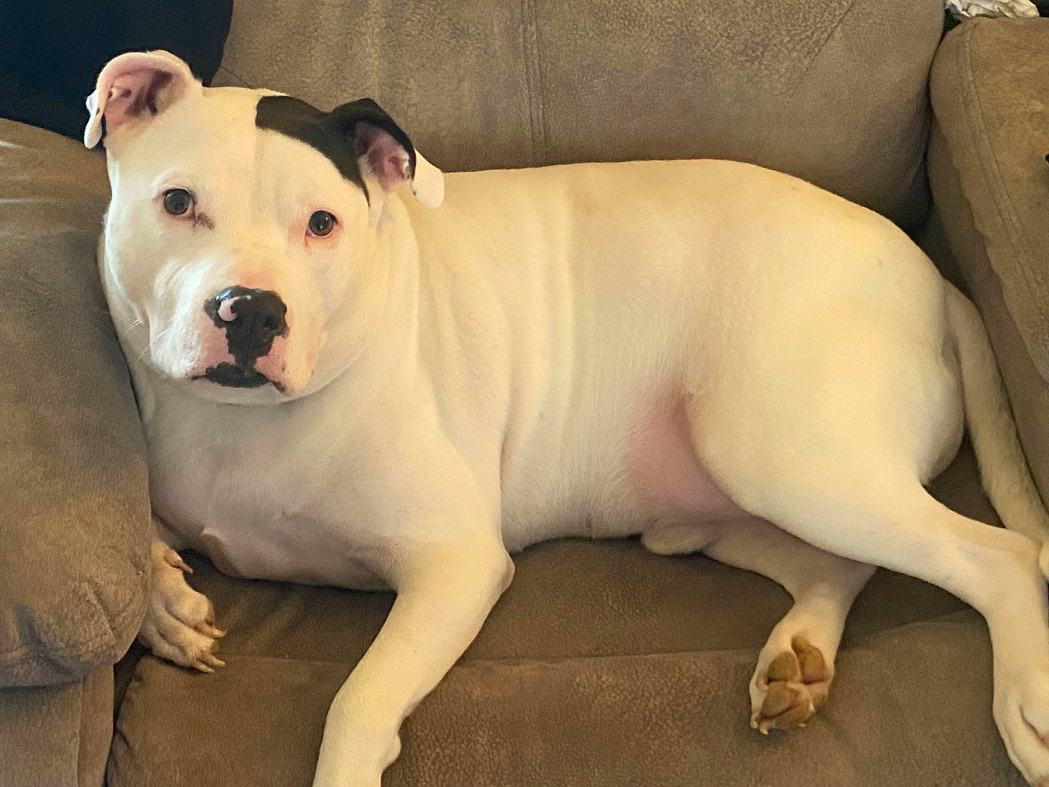 Brutus is registered to the contest to win money with this photo: ancient_dog_breeds, canidae, carnivore, collar, comfort, companion_dog, couch, dog, dog_breed, fawn, non_sporting_group, snout, sporting_group, tail, terrestrial_animal, whiskers, windscreen_wiper, working_animal