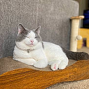 Alfie joined the competition — help win amazing prizes! cat, sleeping, indoor, furniture, couch, scratcher, paw_pads, pet, relaxed, gray_and_white, fur, pink_nose, cat_collar, bell, scratching_post, toy, carpet, cozy, animal, resting