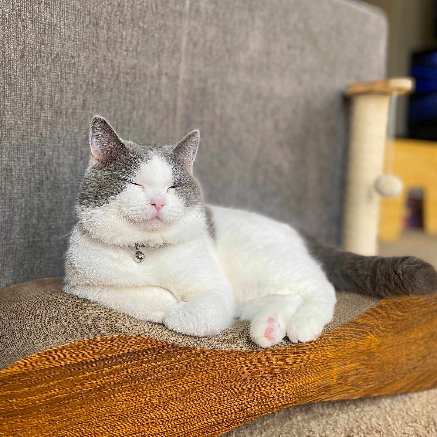 Alfie joined the competition — help win amazing prizes! cat, sleeping, indoor, furniture, couch, scratcher, paw_pads, pet, relaxed, gray_and_white, fur, pink_nose, cat_collar, bell, scratching_post, toy, carpet, cozy, animal, resting