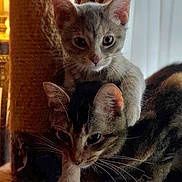 Luna And Rudy is registered to the contest to win money with this photo: animal, cat, companionship, cozy, curious, cute, ears, eyes, feline, fur, indoor, kitten, pets, playful, scratching_post, snuggle, tabby, two_cats, whiskers, young_cat