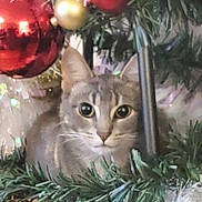 Jesusita Aleman joined the competition — help win amazing prizes! animal, cat, christmas_tree, closeup, curious, cute, decoration, ears, eyes, feline, festive, gold_ornament, greenery, holiday, indoor, nature, ornament, pet, red_ornament, whiskers