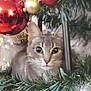 animal, cat, christmas_tree, closeup, curious, cute, decoration, ears, eyes, feline, festive, gold_ornament, greenery, holiday, indoor, nature, ornament, pet, red_ornament, whiskers