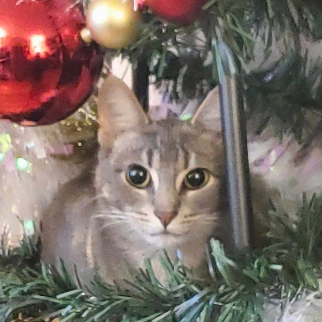 Jesusita Aleman joined the competition — help win amazing prizes! animal, cat, christmas_tree, closeup, curious, cute, decoration, ears, eyes, feline, festive, gold_ornament, greenery, holiday, indoor, nature, ornament, pet, red_ornament, whiskers