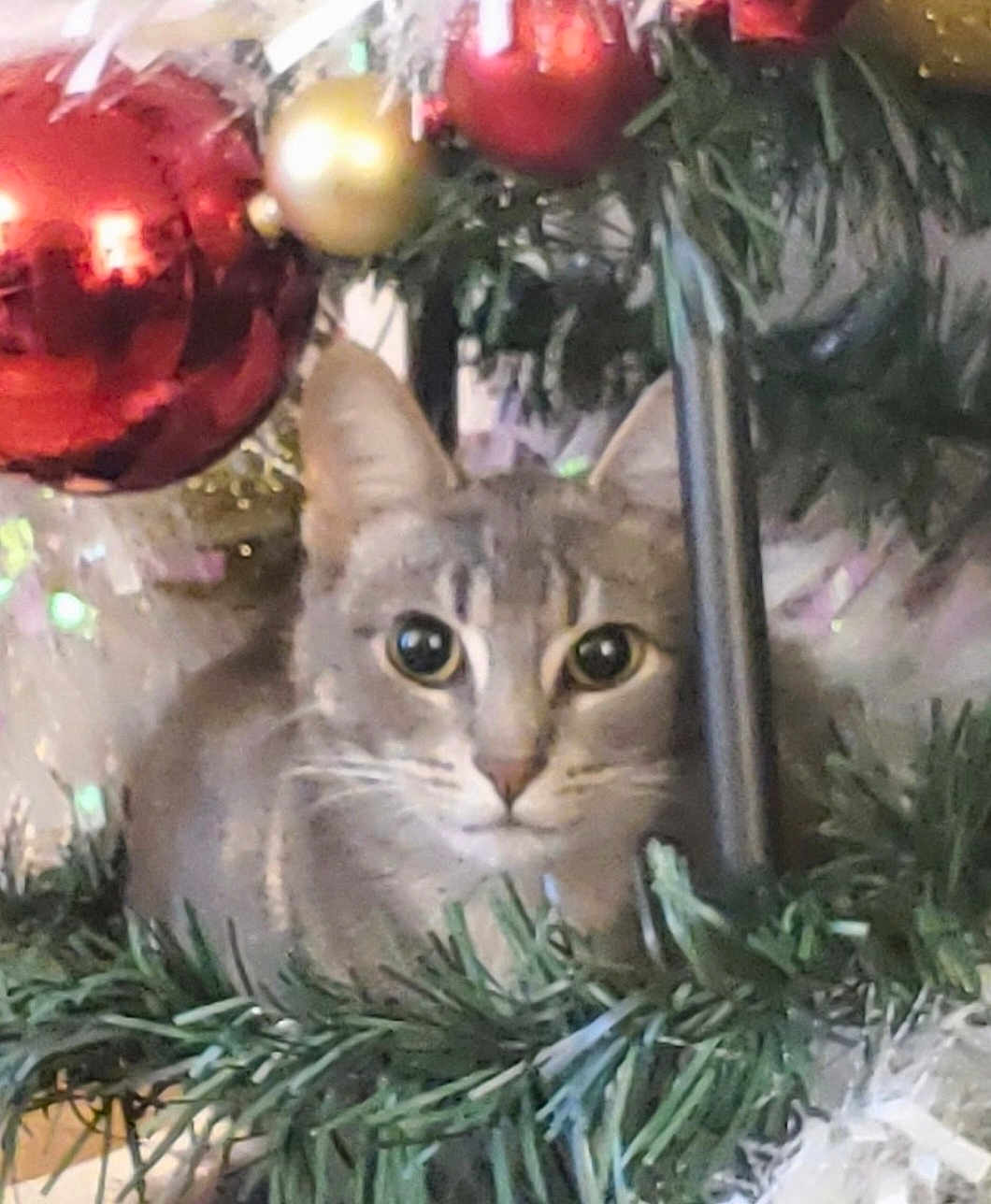 Jesusita Aleman joined the competition — help win amazing prizes! animal, cat, christmas_tree, closeup, curious, cute, decoration, ears, eyes, feline, festive, gold_ornament, greenery, holiday, indoor, nature, ornament, pet, red_ornament, whiskers