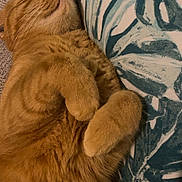 Tigroux a rejoint le concours — aidez-le/la à gagner de superbes lots ! cat, orange_cat, fluffy, sleeping, relaxed, paws, cushion, leaf_pattern, fabric, cozy, indoor, pet, feline, fur, close_up, resting, cute, whiskers, soft, domestic_cat