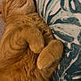 cat, orange_cat, fluffy, sleeping, relaxed, paws, cushion, leaf_pattern, fabric, cozy, indoor, pet, feline, fur, close_up, resting, cute, whiskers, soft, domestic_cat