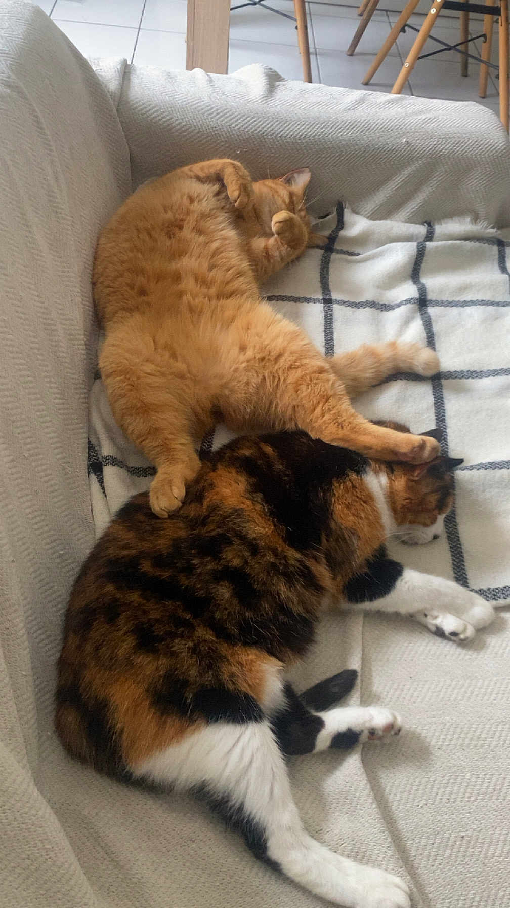 Tigroux a rejoint le concours — aidez-le/la à gagner de superbes lots ! cat, cats, ginger_cat, calico_cat, couch, blanket, furniture, pet, indoor, resting, sleeping, cozy, fur, animal, relaxing, paw, tabby, two_animals, cute, domestic