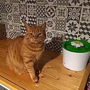 Maya a rejoint le concours — aidez-le/la à gagner de superbes lots ! cat, orange_tabby, animal, pet, wooden_countertop, patterned_tile, backsplash, indoor, feline, water_fountain, flower_shaped, orange_fur, sitting, looking_at_camera, domestic_cat, household, cute, calm, furniture, home