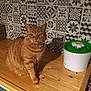 cat, orange_tabby, animal, pet, wooden_countertop, patterned_tile, backsplash, indoor, feline, water_fountain, flower_shaped, orange_fur, sitting, looking_at_camera, domestic_cat, household, cute, calm, furniture, home