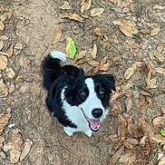 Reglisse participe au concours pour gagner de l'argent avec cette photo : dog, black_and_white, border_collie, animal, pet, outdoor, leaves, autumn, ground, nature, happy, looking_up, fur, tail, ears, eyes, mouth, tongue, canine, playful