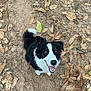 dog, black_and_white, border_collie, animal, pet, outdoor, leaves, autumn, ground, nature, happy, looking_up, fur, tail, ears, eyes, mouth, tongue, canine, playful