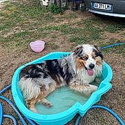 Leo a rejoint le concours — aidez-le/la à gagner de superbes lots ! dog, australian_shepherd, pool, water, grass, outdoor, pet, tongue_out, blue_eyes, happy, summer, plastic_pool, car, hose, yard, animal, fur, playful, resting, nature
