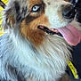 éclipse a rejoint le concours — aidez-le/la à gagner de superbes lots ! dog, australian_shepherd, blue_eyes, tongue_out, fluffy, pet, animal, car_interior, seatbelt, window, blurred_background, closeup, sitting, canine, furry, happy, domestic_animal, portrait, indoor, side_view