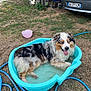 éclipse participe au concours pour gagner de l'argent avec cette photo : dog, australian_shepherd, pool, water, grass, outdoor, pet, tongue_out, blue_eyes, happy, summer, plastic_pool, car, hose, yard, animal, fur, playful, resting, nature