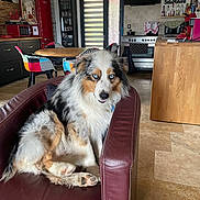 éclipse participe au concours pour gagner de l'argent avec cette photo : dog, australian_shepherd, blue_eyes, armchair, leather, indoor, kitchen, dining_table, colorful_chairs, wooden_floor, appliance, refrigerator, microwave, stove, cabinet, pet, fur, sitting, cozy, home