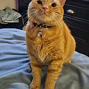 Sunny is registered to the contest to win money with this photo: animal, bed, bell, blanket, bottle, cat, closeup, collar, container, curious, cute, dresser, fur, furniture, indoor, orange_tabby, paws, pet, soft, whiskers