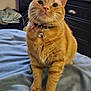 animal, bed, bell, blanket, bottle, cat, closeup, collar, container, curious, cute, dresser, fur, furniture, indoor, orange_tabby, paws, pet, soft, whiskers