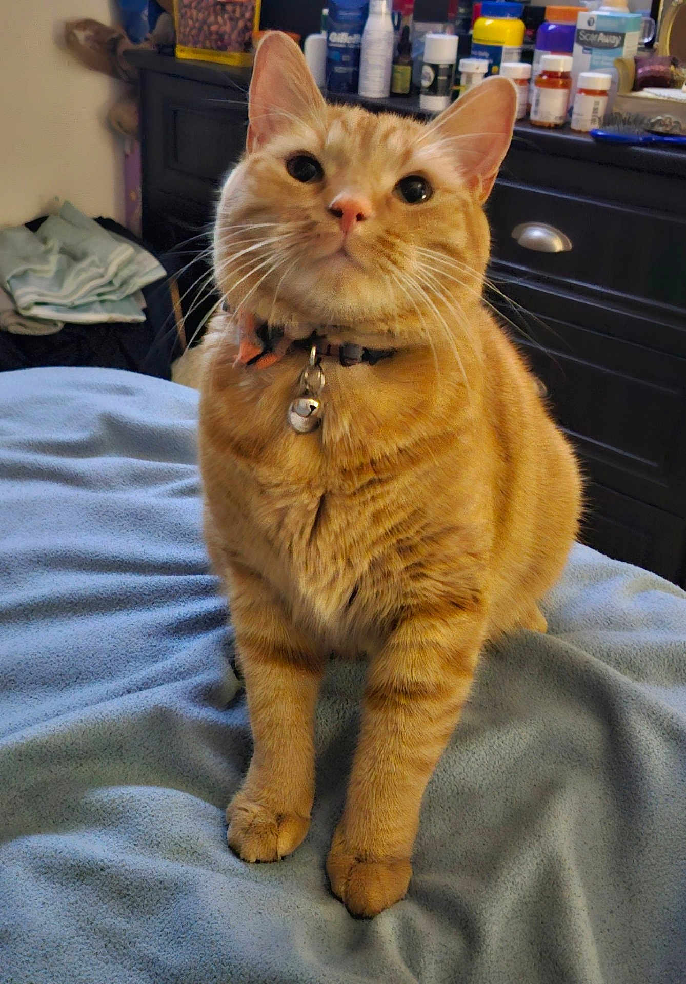Sunny is registered to the contest to win money with this photo: animal, bed, bell, blanket, bottle, cat, closeup, collar, container, curious, cute, dresser, fur, furniture, indoor, orange_tabby, paws, pet, soft, whiskers