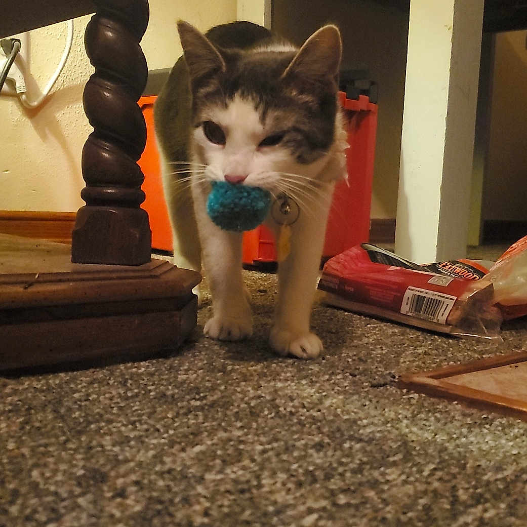 Lily joined the competition — help win amazing prizes! abyssinian, accessories, animal, architecture, brush, building, cat, closet, cupboard, device, furniture, hardwood, indoors, kitten, livingroom, manx, pet, room, tool, wood