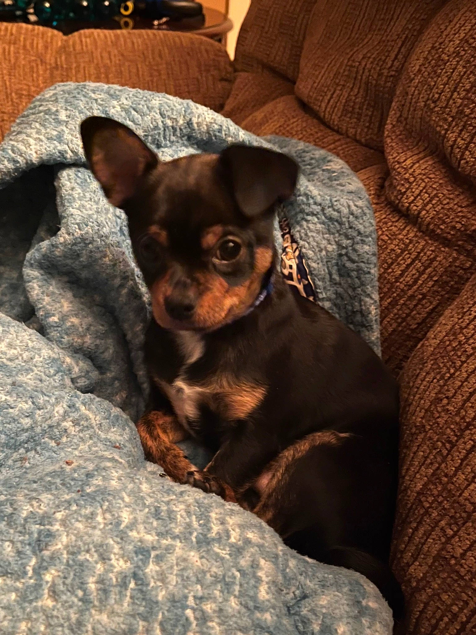 Astro is registered to the contest to win money with this photo: canidae, carnivore, chihuahua, comfort, companion_dog, couch, dog, dog_breed, ear, fawn, fur, houseplant, lamp, liver, russkiy_toy, snout, sporting_group, toy_dog, whiskers, working_animal