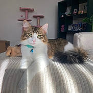 Nala is registered to the contest to win money with this photo: cat, feline, indoor, couch, sunlight, collar, bell, pink_cat_tree, shelf, collectibles, toy, relaxed, pet, fur, whiskers, green_eyes, tail, home, cozy, texture