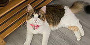 Nala is registered to the contest to win money with this photo: cat, pet, indoor, floor, wooden_shelf, slippers, shoes, collar, pink, gray_floor, tabby, white_fur, relaxed, looking_up, feline, cute, domestic_animal, household, fur, paw