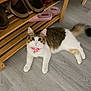 cat, pet, indoor, floor, wooden_shelf, slippers, shoes, collar, pink, gray_floor, tabby, white_fur, relaxed, looking_up, feline, cute, domestic_animal, household, fur, paw