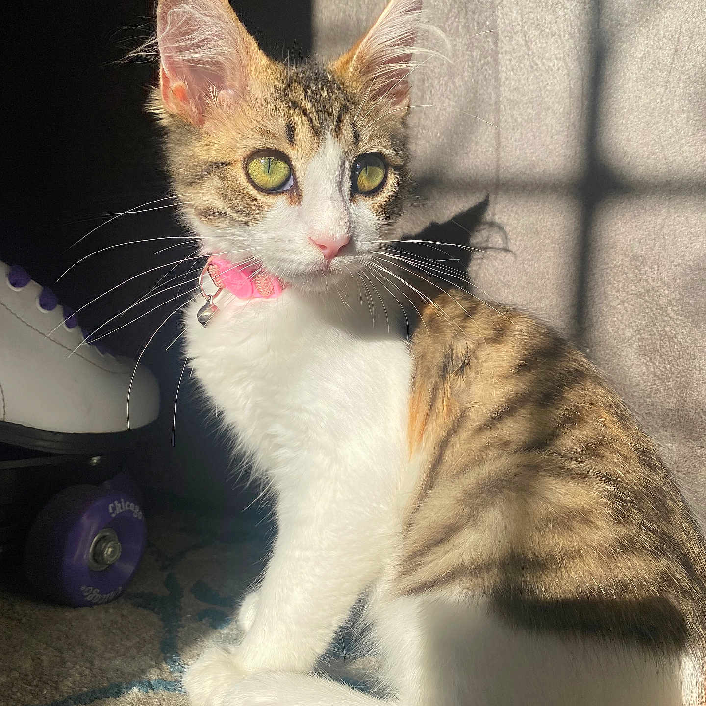 Nala joined the competition — help win amazing prizes! animal, carpet, cat, closeup, collar, cute, feline, fur, green_eyes, indoor, kitten, pet, pink_collar, portrait, roller_skate, shadow, sitting, sunlight, wheel, whiskers