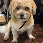 Charley joined the competition — help win amazing prizes! dog, scrambled_eggs, metal_bowl, wooden_floor, indoor, pet, food, animal, brown_fur, curious_eyes, collar, video_call, person, face, technology, home, floor, close_up, companion, cute