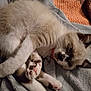 kitten, cat, sleeping, paws, fur, blanket, cozy, indoor, pet, cute, collar, resting, soft, feline, animal, whiskers, relaxed, paw_pads, closeup, domestic_cat