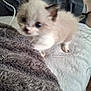 kitten, cat, furry, blurred, indoor, blanket, soft_texture, pet, animal, small, cute, white, brown, floor, person, foot, socks, fuzzy, closeup, home