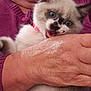Prince a rejoint le concours — aidez-le/la à gagner de superbes lots ! kitten, cat, blue_eyes, pet, hand, person, sweater, purple, close_up, playful, cute, furry, indoor, animal, domestic, holding, bite, young, face, fur