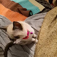 Prince a rejoint le concours — aidez-le/la à gagner de superbes lots ! cat, kitten, pet, collar, bell, blanket, cozy, furry, indoor, cute, animal, sleeping_area, soft_texture, warm_colors, white, brown, small, domestic, curious, resting
