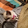 cat, kitten, pet, collar, bell, blanket, cozy, furry, indoor, cute, animal, sleeping_area, soft_texture, warm_colors, white, brown, small, domestic, curious, resting