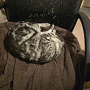 Selene joined the competition — help win amazing prizes! cat, sleeping, curled_up, tabby, silver_tabby, blanket, chair, office_chair, furniture, indoor, pet, resting, cozy, fur_pattern, home, relaxation, animal, domestic_cat, soft_texture, quiet