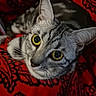 cat, tabby_cat, yellow_eyes, close_up, pet, animal, feline, whiskers, ears, curious, red_fabric, pattern, indoor, cozy, blurred_background, domestic_cat, looking_up, cute, resting, soft_light