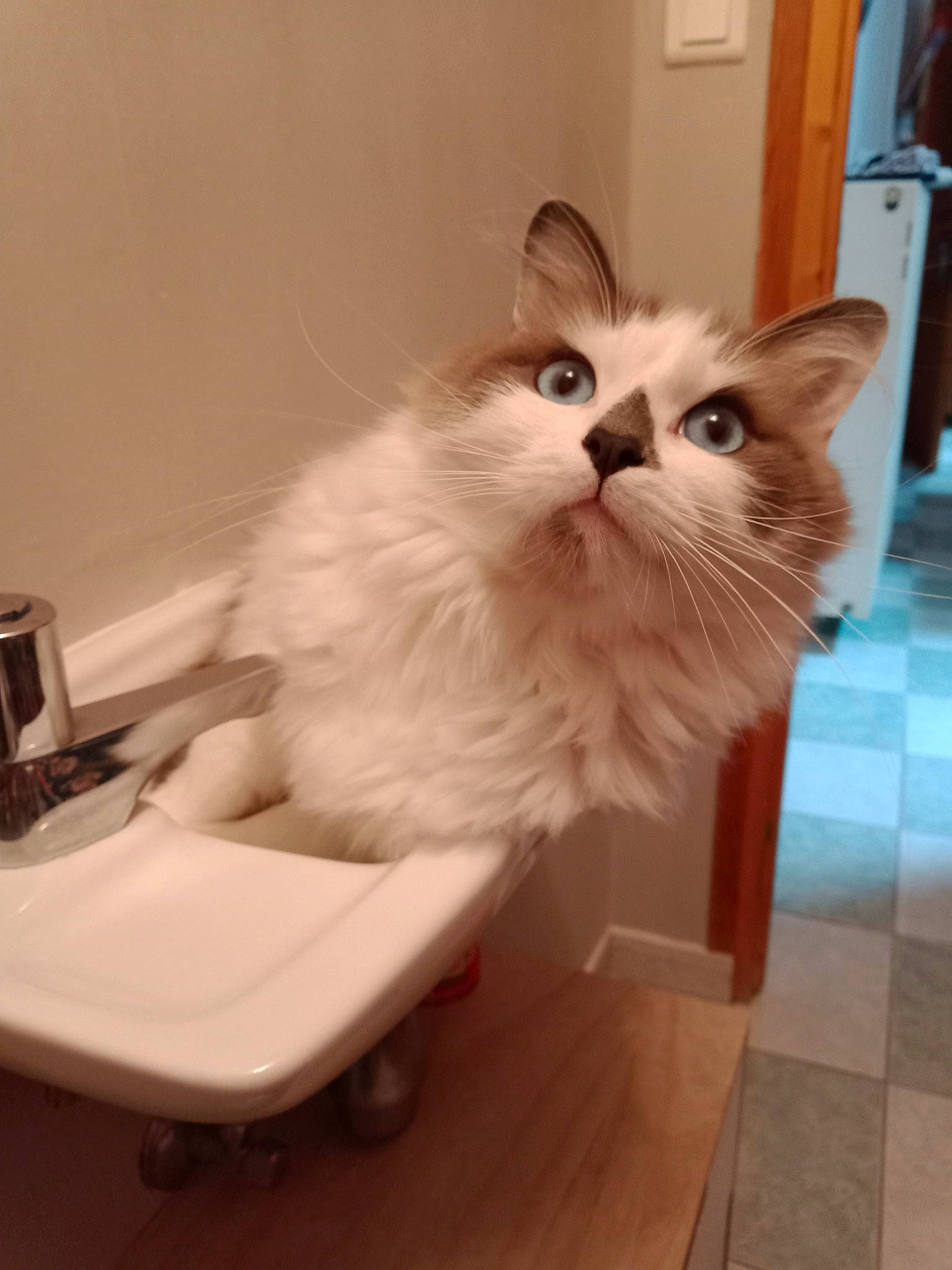 Roméo participe au concours pour gagner de l'argent avec cette photo : box, cardboard, carnivore, cat, fawn, felidae, flooring, fur, hardwood, household_supply, laminate_flooring, small_to_medium_sized_cats, snout, tail, tile_flooring, varnish, whiskers, wood, wood_flooring, wood_stain