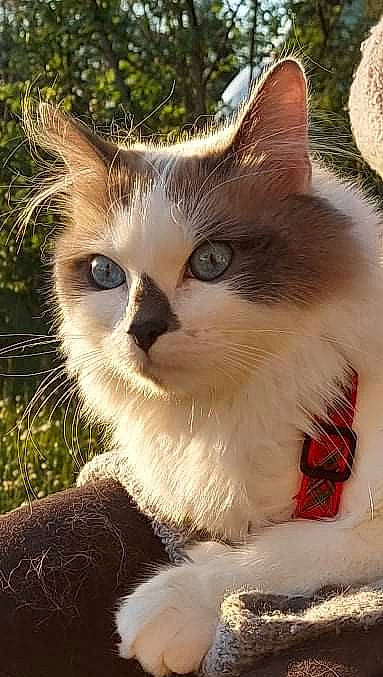 Roméo participe au concours pour gagner de l'argent avec cette photo : carnivore, cat, domestic_short_haired_cat, eye, fawn, felidae, fur, grass, plant, small_to_medium_sized_cats, snout, tail, terrestrial_animal, tree, whiskers, wildlife