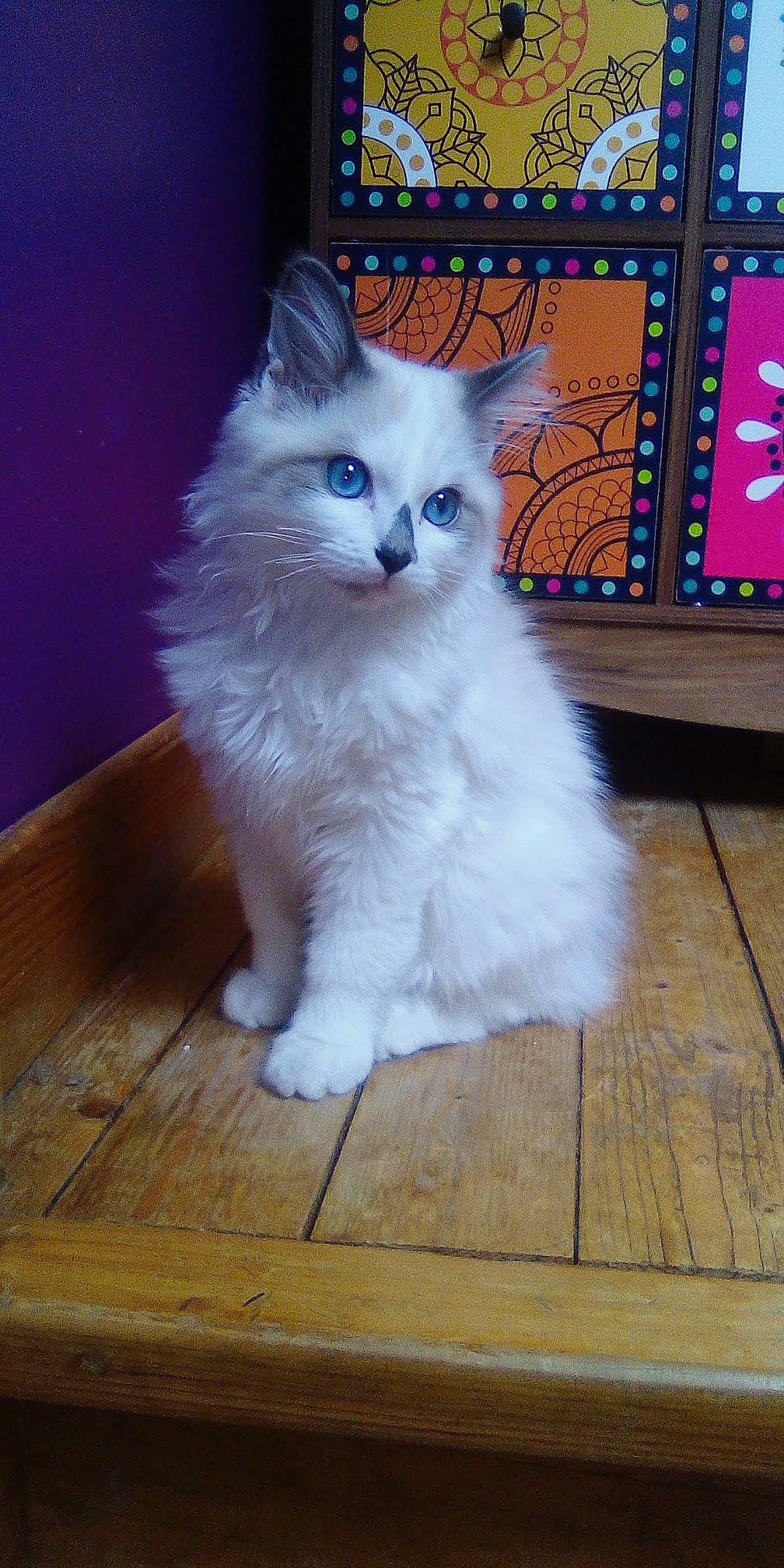 Roméo a rejoint le concours — aidez-le/la à gagner de superbes lots ! carnivore, cat, computer_keyboard, domestic_short_haired_cat, fawn, felidae, floor, flooring, fur, hardwood, laminate_flooring, paw, peripheral, plank, small_to_medium_sized_cats, snout, tail, whiskers, wood, wood_flooring