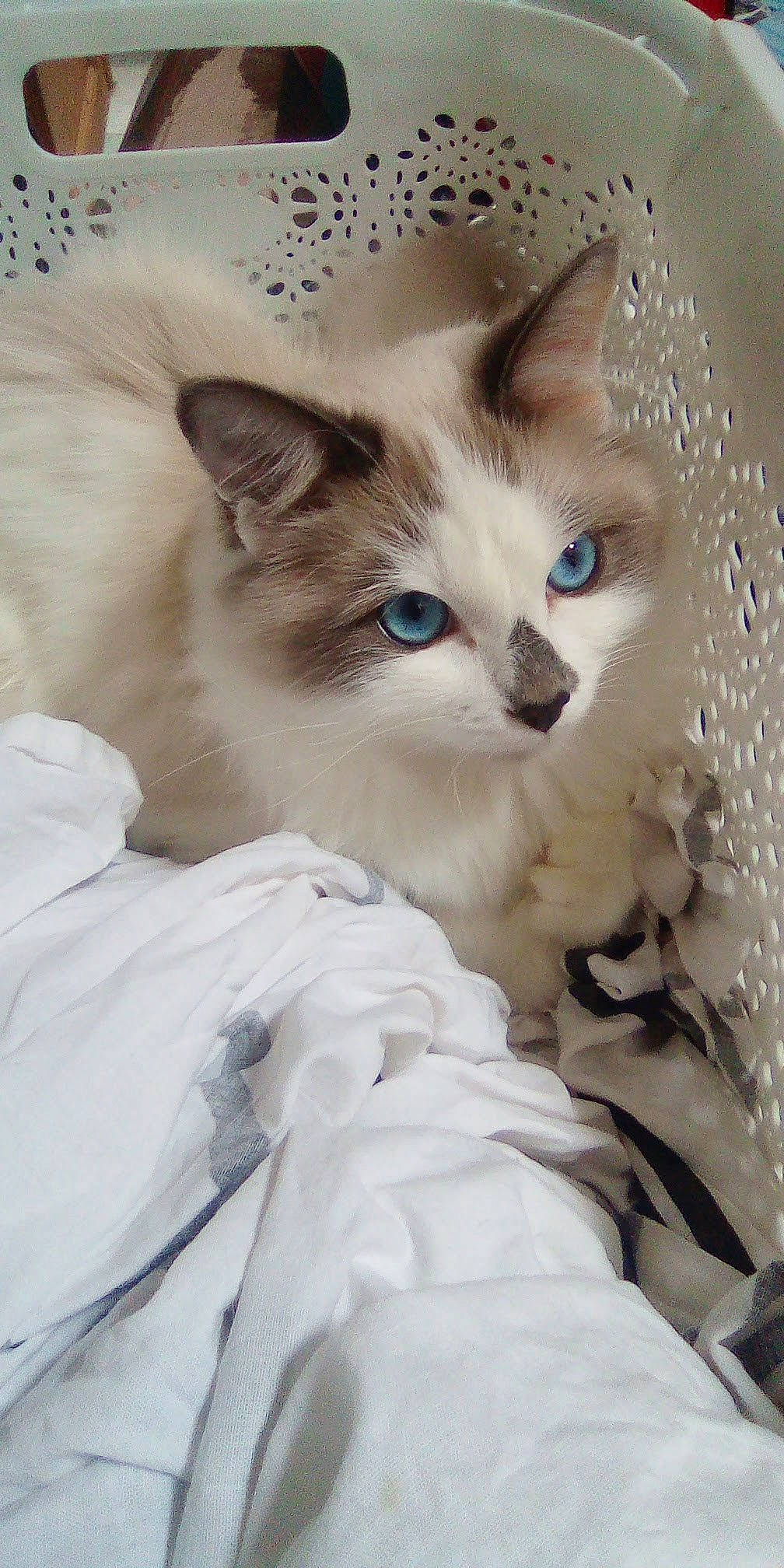 Roméo a rejoint le concours — aidez-le/la à gagner de superbes lots ! carnivore, cat, comfort, domestic_short_haired_cat, eye, eyelash, fawn, felidae, fur, paw, small_to_medium_sized_cats, snout, tail, terrestrial_animal, whiskers