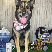Bart is registered to the contest to win money with this photo: dog, german_shepherd, bandana, tongue_out, grill, barbecue, cans, condiments, mug, gift_bag, artificial_grass, indoor, happy, pet, animal, tongue, furniture, kitchen_tools, celebration, sign