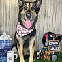 dog, german_shepherd, bandana, tongue_out, grill, barbecue, cans, condiments, mug, gift_bag, artificial_grass, indoor, happy, pet, animal, tongue, furniture, kitchen_tools, celebration, sign