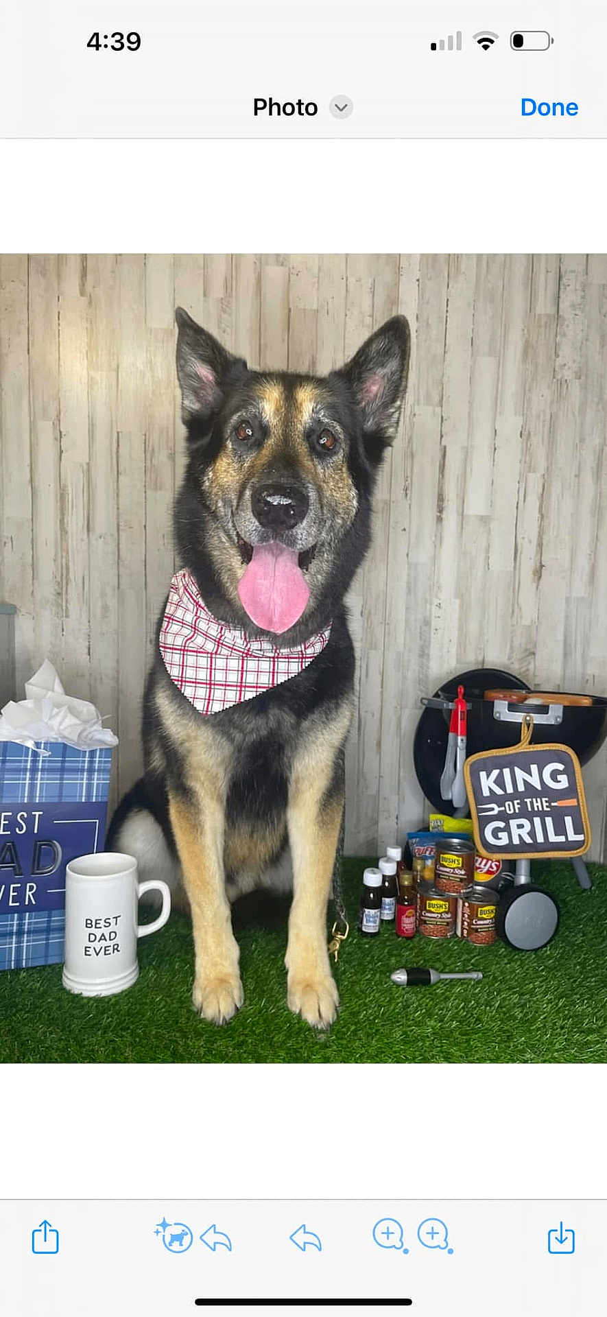 Bart is registered to the contest to win money with this photo: dog, german_shepherd, bandana, tongue_out, grill, barbecue, cans, condiments, mug, gift_bag, artificial_grass, indoor, happy, pet, animal, tongue, furniture, kitchen_tools, celebration, sign