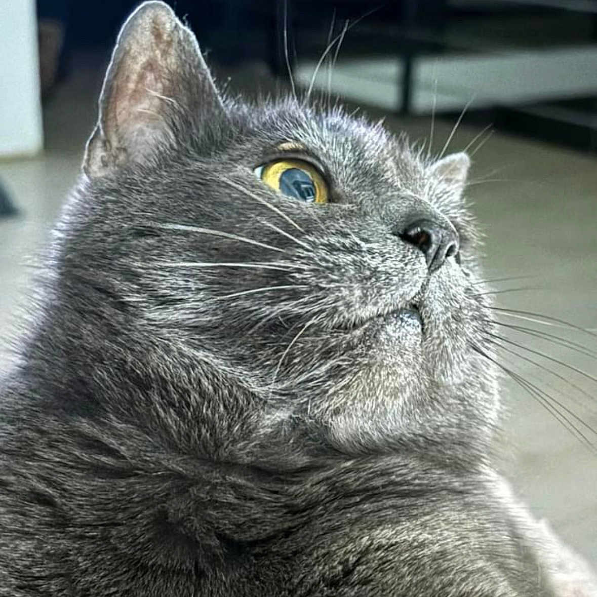 Grizouille a rejoint le concours — aidez-le/la à gagner de superbes lots ! alert, animal, beautiful, cat, close_up, cute, domestic_cat, feline, fur, gray_cat, house, indoor, looking_up, mammal, pet, portrait, soft_fur, whisker, whiskers, yellow_eyes