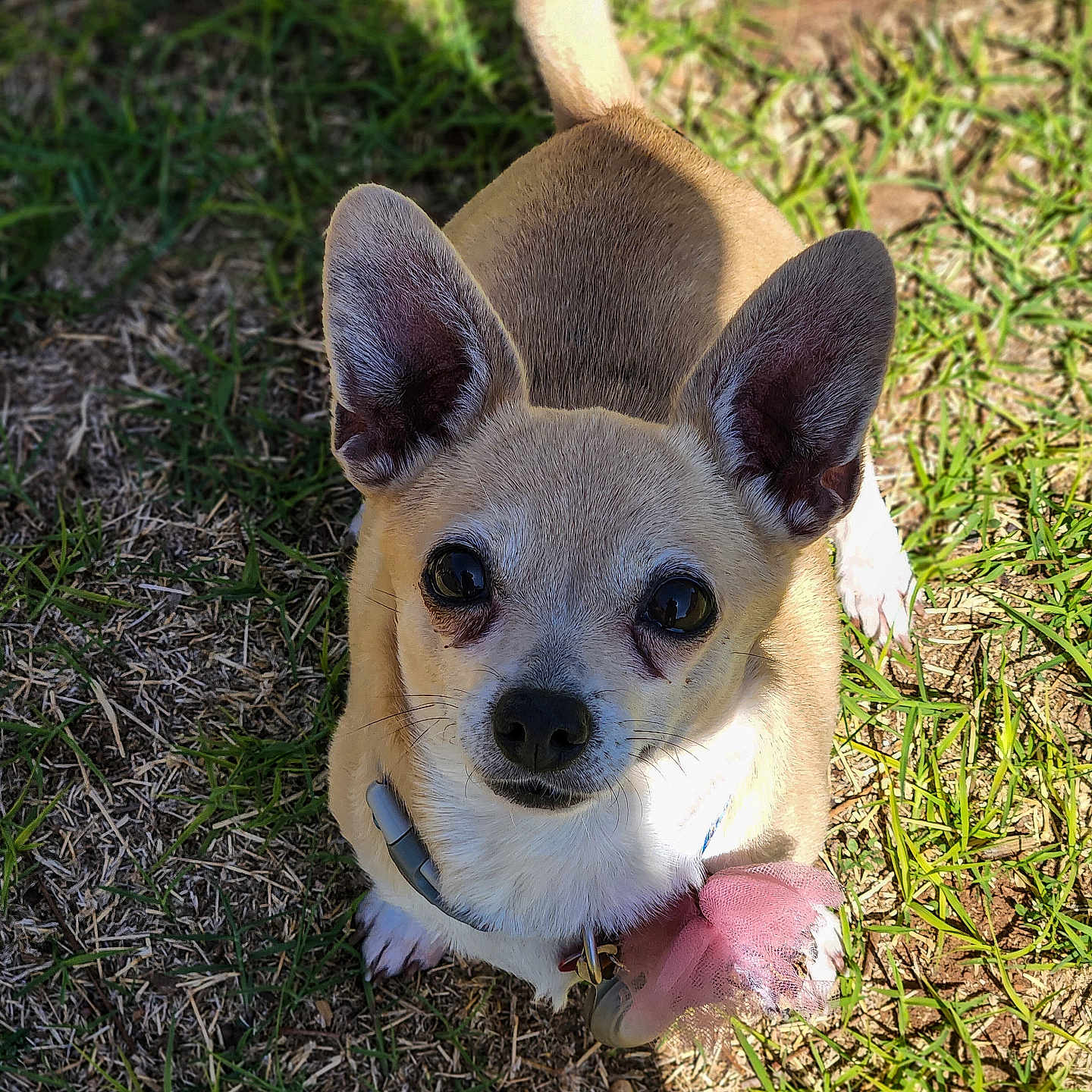 Bella